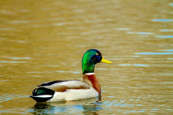 Tier ein wilder Erpel schwimmt auf Teich — Stockfoto