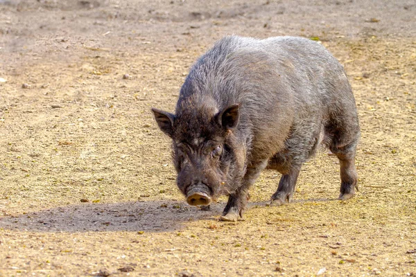 Säugetierschwein im schwarzen Gehege — Stockfoto