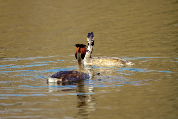 Animaliskt par vilda fåglar Podiceps cristatus flyter på vatten — Stockfoto