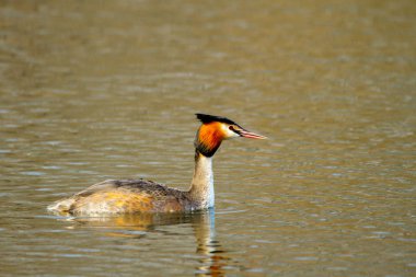 hayvan yabani kuş Podiceps cristatus su üzerinde yüzen