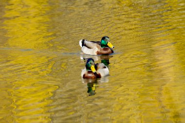 hayvan vahşi bir drake bir gölet üzerinde yüzüyor
