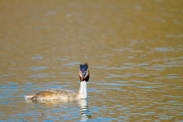 animal wild bird Podiceps cristatus floating on water