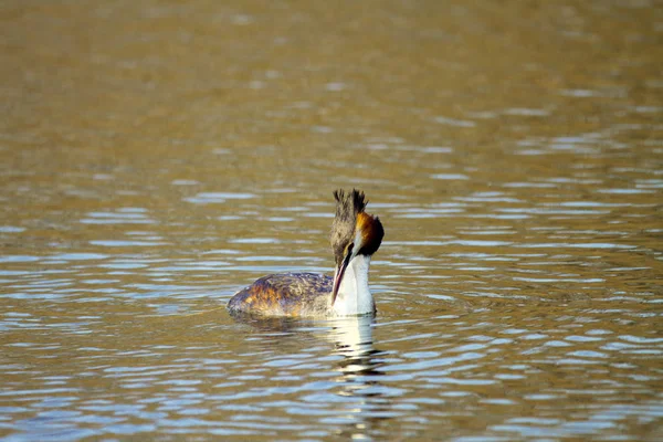 Tier Wildvogel podiceps cristatus schwimmt auf Wasser — Stockfoto