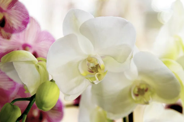 Piękny kryty kwiat biały Orchidea z żółtym centrum — Zdjęcie stockowe