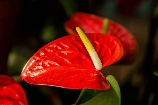 Hermosa sala de flores flores de anturio rojo — Foto de Stock