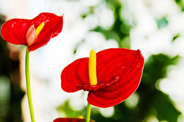 Güzel çiçek Oda kırmızı antoryum çiçek — Stok fotoğraf