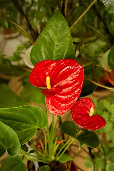 Piękny pokój kwiat anthurium czerwone — Zdjęcie stockowe