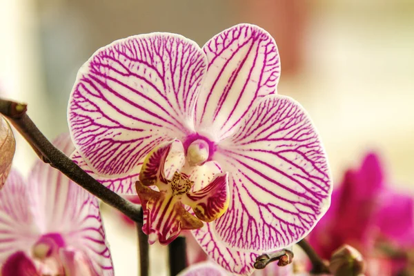 Pąk piękny kwiat orchidei pasiasty Pokój — Zdjęcie stockowe