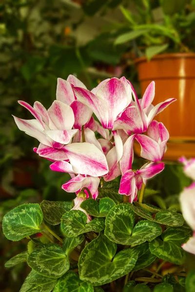 Beautiful indoor flower blooms a pink cyclamen — Stock Photo, Image