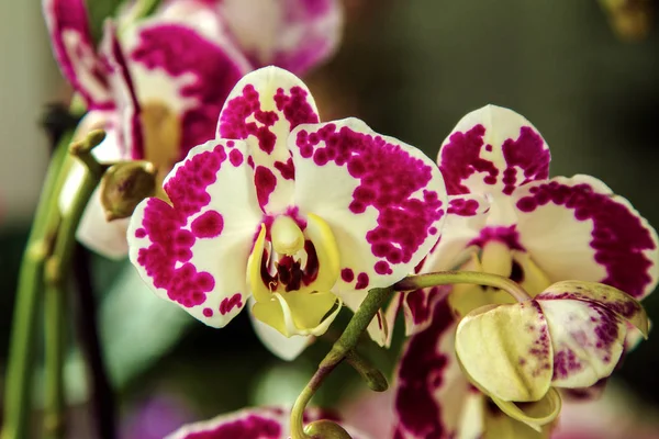 Obraz piękny dom zauważył kwiat orchidei — Zdjęcie stockowe