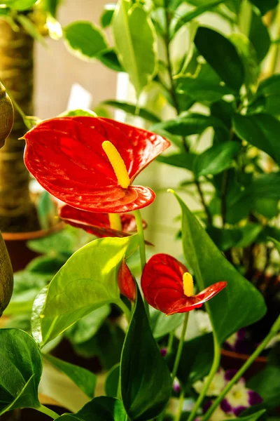 Hermosa sala de flores flores de anturio rojo — Foto de Stock