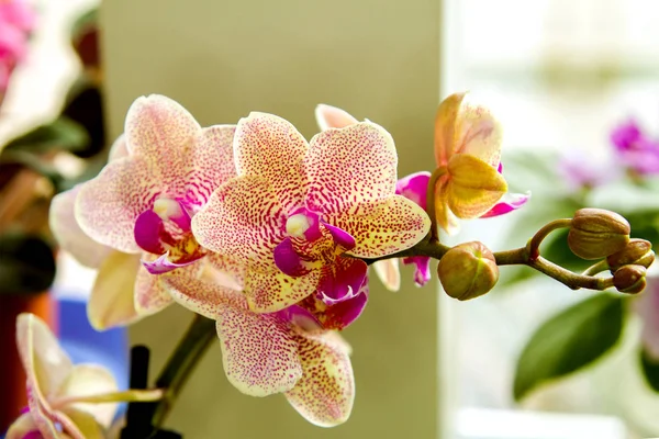 Obraz piękny dom zauważył kwiat orchidei — Zdjęcie stockowe
