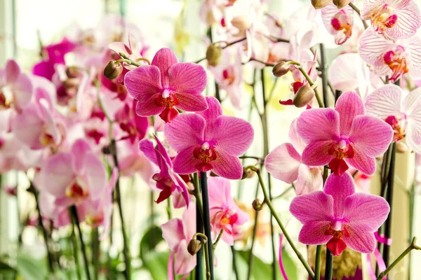 Pokój piękny różowy kwiat orchidei — Zdjęcie stockowe