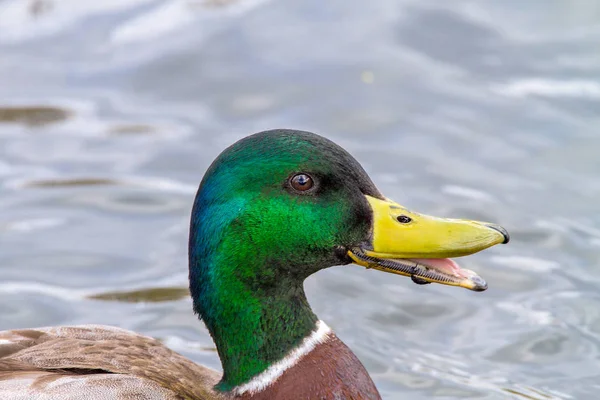 Zwierzę dzikie drake pływa na stawie — Zdjęcie stockowe