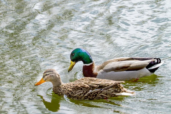 Animal a wild drake and a duck sail on a pond — Stock Photo, Image