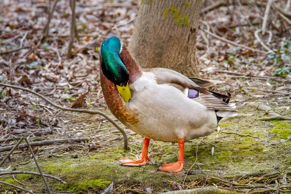 Salvaje drake limpia plumas en la orilla — Foto de Stock