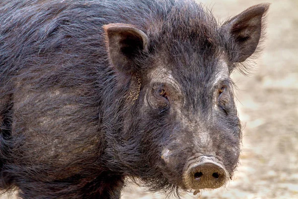 Suino da compagnia di mammiferi in un recinto nero — Foto Stock