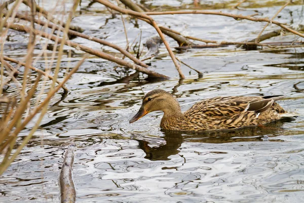 Wildes Entlein, das auf einem Fluss treibt — Stockfoto