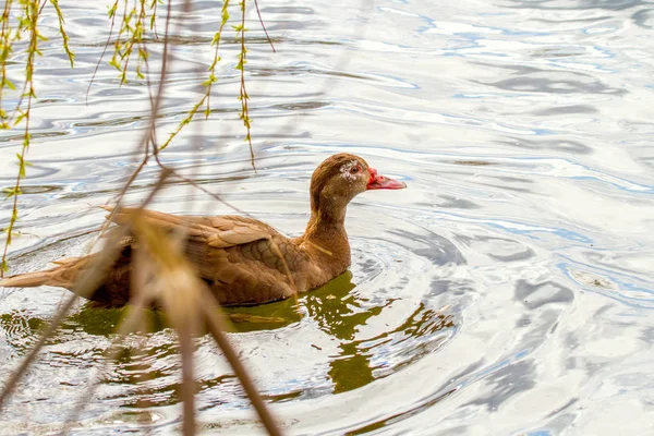 House duck of brown color floating on the river — Stock Photo, Image