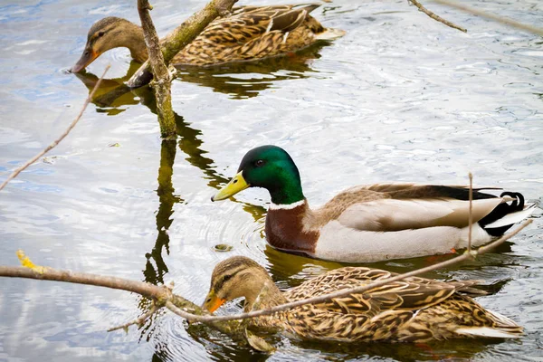 Tier ein wilder Erpel und eine Ente segeln auf einem Teich — Stockfoto