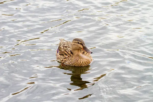 漂浮在河上的野生小鸭 — 图库照片