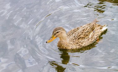  bir nehir üzerinde yüzen vahşi ördek yavrusu