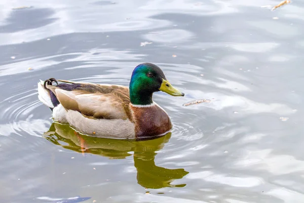 Hayvan vahşi bir drake bir gölet üzerinde yüzüyor — Stok fotoğraf