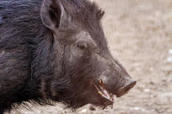 Cerdo mascota mamífero en un recinto negro — Foto de Stock