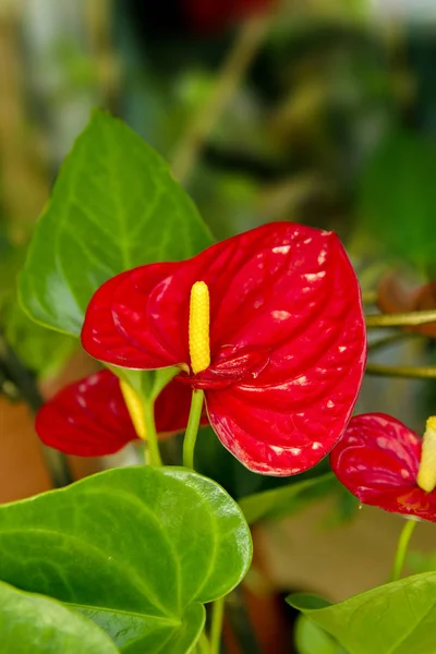 Vacker blomma rum röd anthurium blommor — Stockfoto