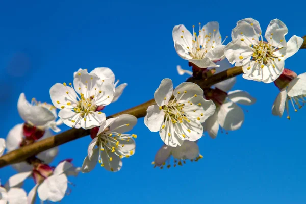 Rama de árbol frutal flores de albaricoque —  Fotos de Stock