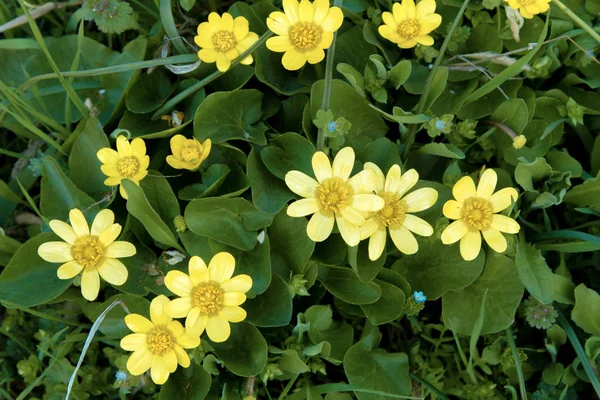 Mooie gele bloemen op een groene achtergrond in de tuin — Stockfoto