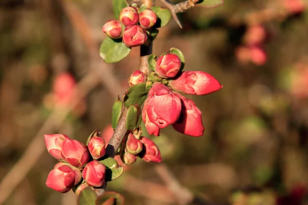 Bahçe içinde kırmızı çiçekler açan bush — Stok fotoğraf