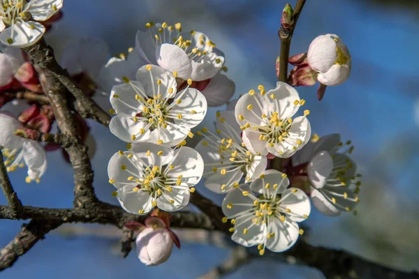 Rama de árbol frutal flores de albaricoque —  Fotos de Stock