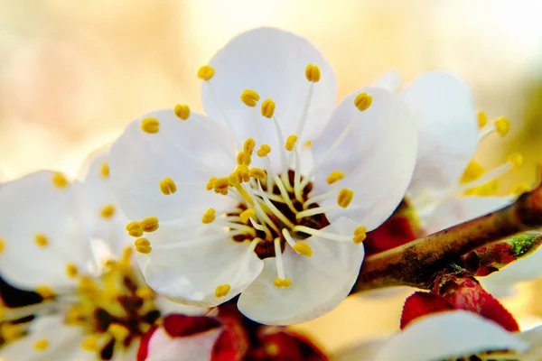 Rama de árbol frutal flores de albaricoque —  Fotos de Stock