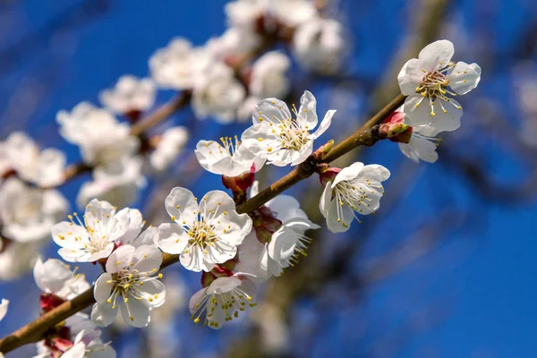 Oddział z owoców drzewa moreli kwitnie — Zdjęcie stockowe