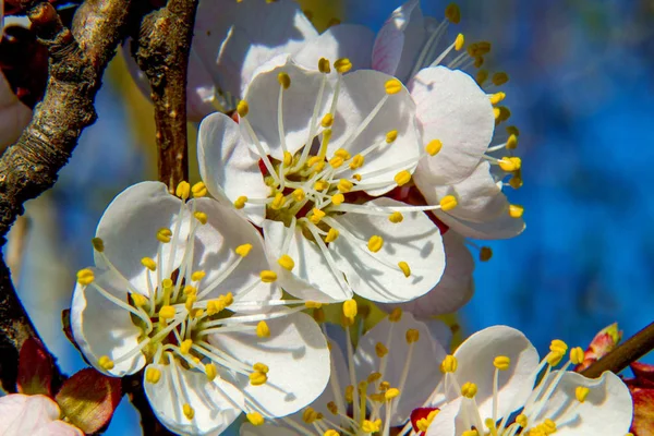 Ramo de flores de damasco de árvore de fruto — Fotografia de Stock