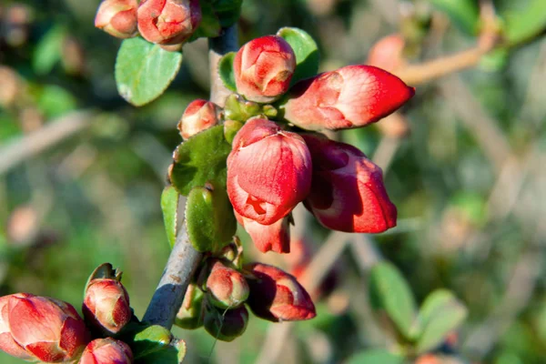 Bush in de tuin bloeien in rode bloemen — Stockfoto