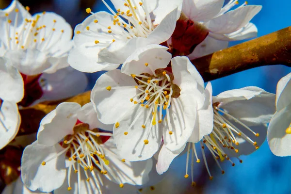 Ramo de flores de damasco de árvore de fruto — Fotografia de Stock