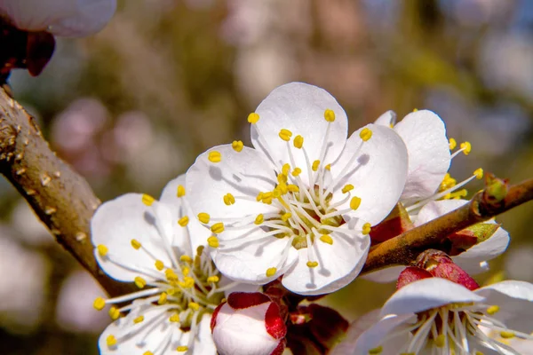 Rama de árbol frutal flores de albaricoque —  Fotos de Stock