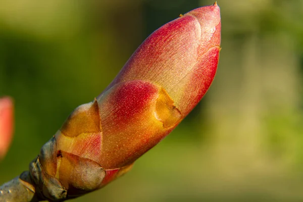 Rama de castaño de primavera joven —  Fotos de Stock