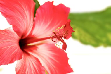 güzel houseplant hibiscus kırmızı çiçek çiçekli