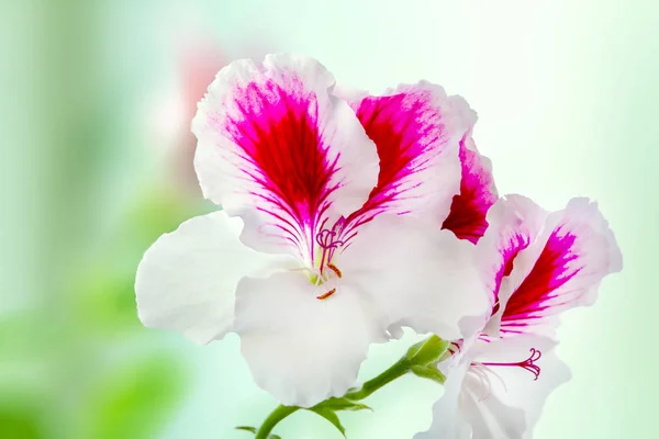 Prachtige kamerplant pelargonium bloeide witte-paarse bloemen — Stockfoto