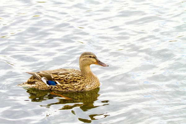 Wild duckling floating on a river — Stock Photo, Image