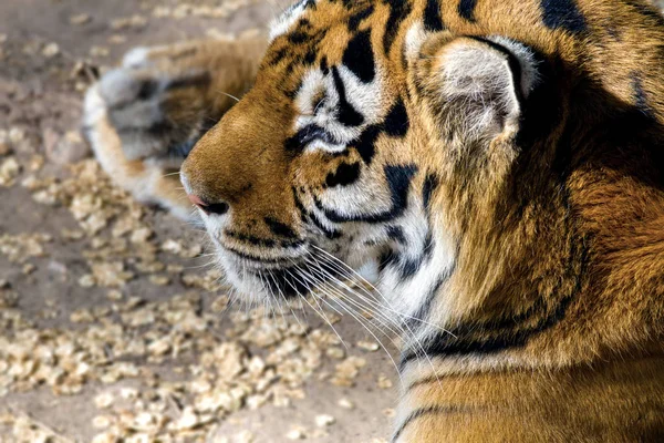 Divokých zvířat prokládané predátor amur tygr — Stock fotografie