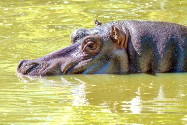  vahşi bir hayvan, su su aygırı büyük memeli
