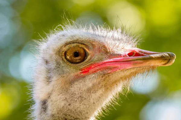 動物の大きな鳥ダチョウの — ストック写真