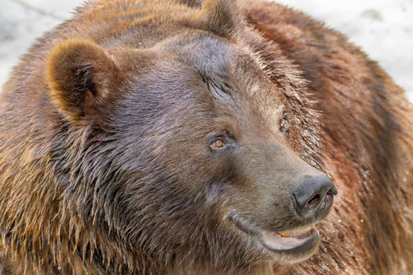 Egy nagy barna medve ragadozó állat pofáját — Stock Fotó