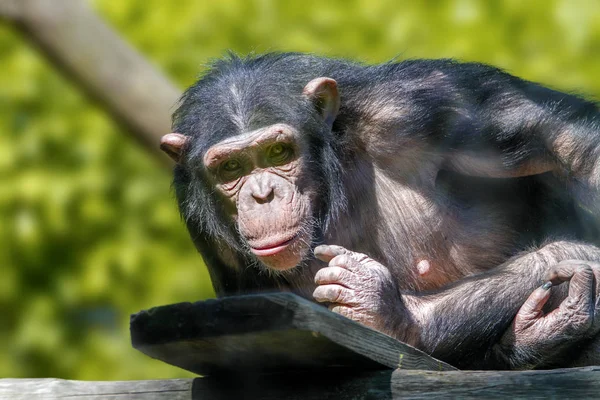 Anthropoid ape of a chimpanzee — Stock Photo, Image