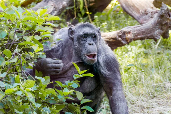 Adult animal chimpanzee peeking out from behind bushes — Stock Photo, Image