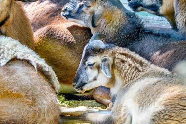 Streicheln einer kleinen Ziege in einer Herde liegt — Stockfoto